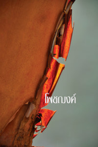 หน้าปกยาใจ